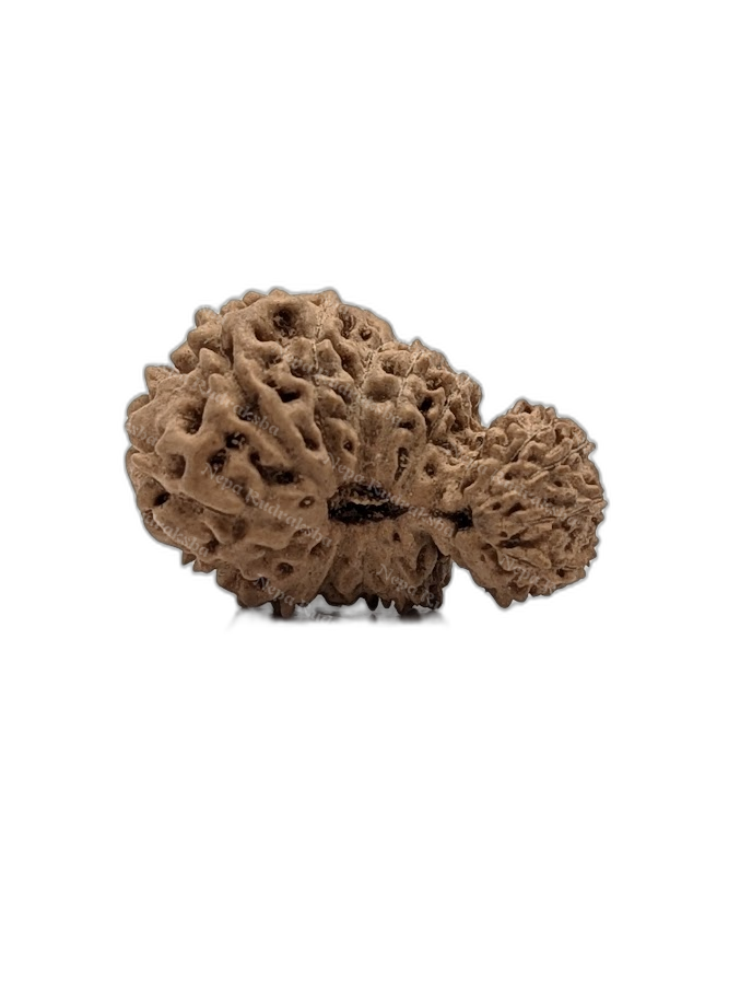 19 Mukhi Indonesian (Medium - 10302)