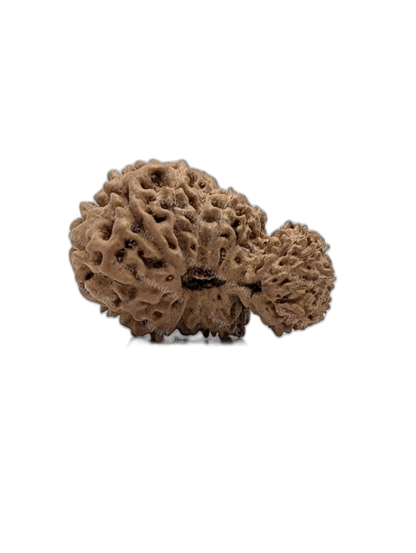 19 Mukhi Indonesian (Medium - 10302)