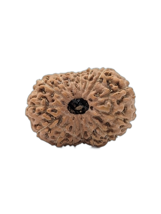 15 Mukhi Indonesian (Medium - 10489)