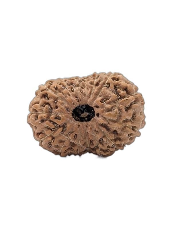 15 Mukhi Indonesian (Medium - 10489)