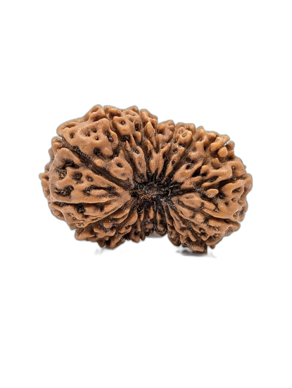 18 Mukhi Indonesian (Super Collector - 10664)