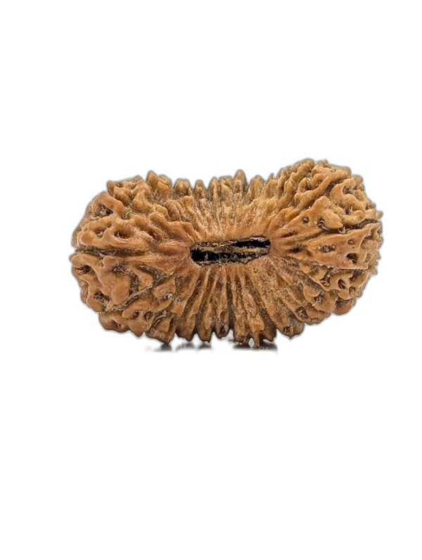 26 Mukhi Indonesian (Super Collector - 10271)