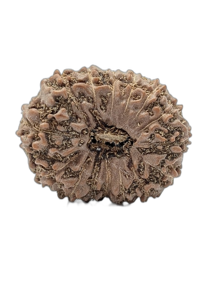 15 Mukhi Indonesian (Collector - 10658)