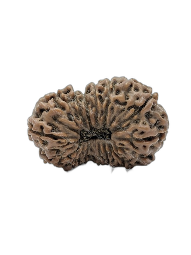 15 Mukhi Indonesian (Super Collector - 10690)