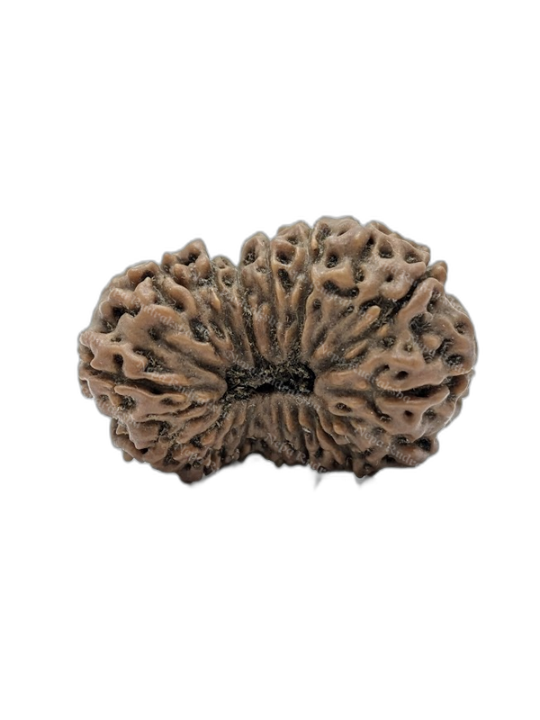15 Mukhi Indonesian (Super Collector - 10690)