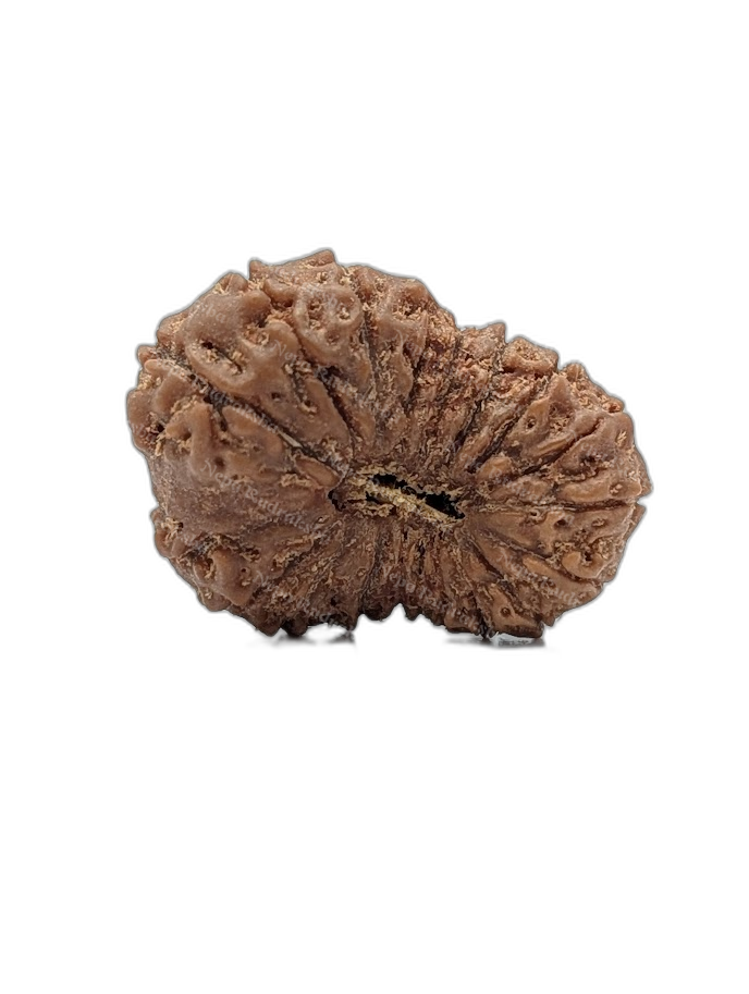 19 Mukhi Indonesian (Super Collector - 10263)
