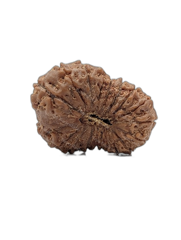 19 Mukhi Indonesian (Super Collector - 10263)