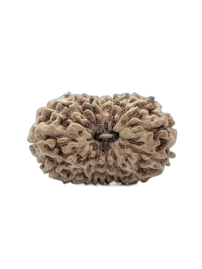16 Mukhi Indonesian (Super Collector - 10625)