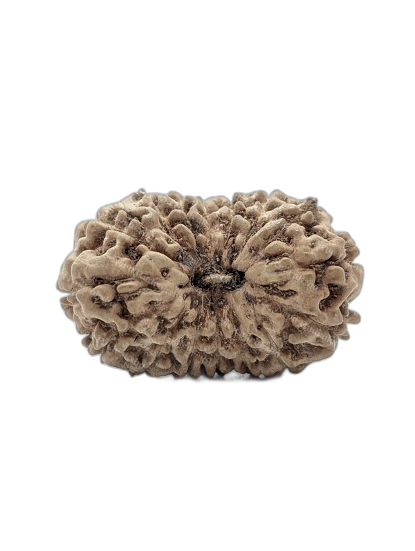 16 Mukhi Indonesian (Super Collector - 10625)