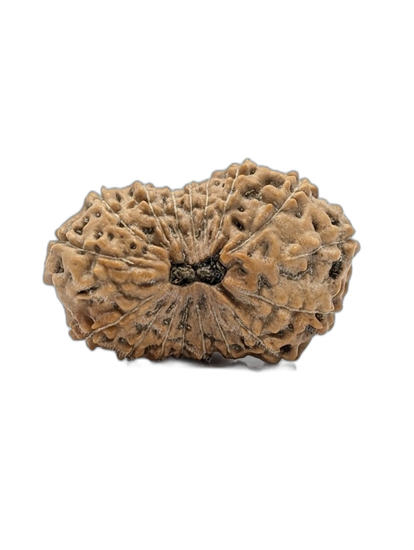 17 Mukhi Indonesian (Super Collector - 10668)