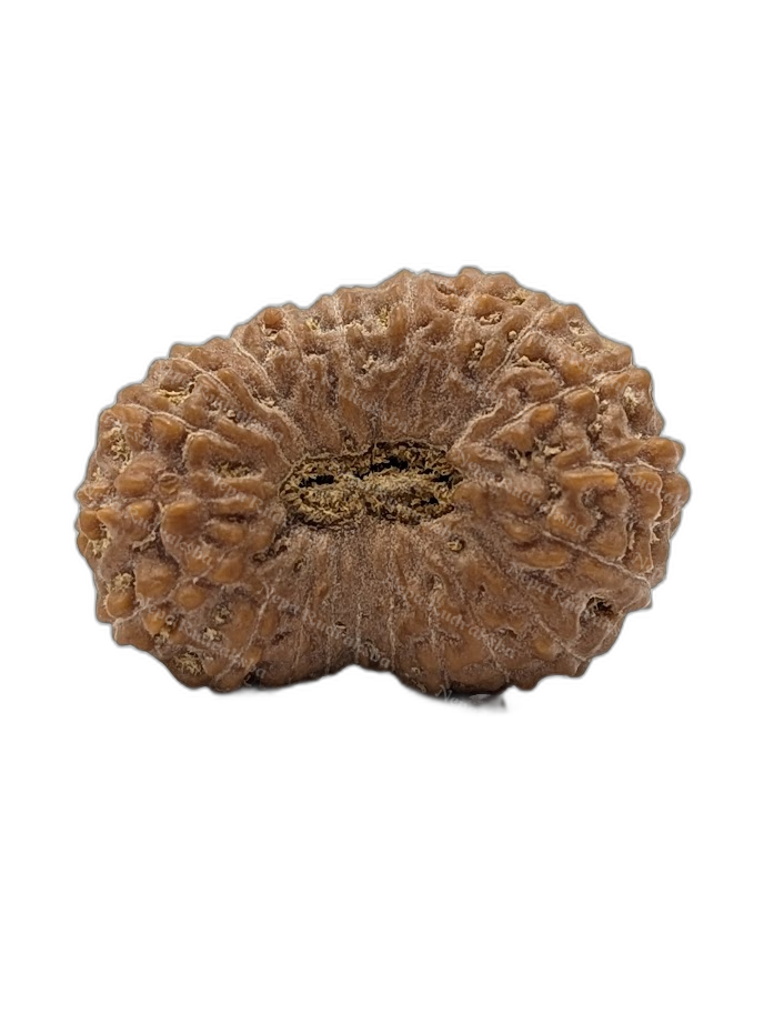 21 Mukhi Indonesian (Collector - 10671)