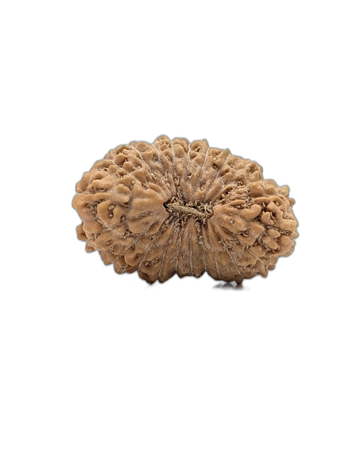 22 Mukhi Indonesian (Medium - 10259)