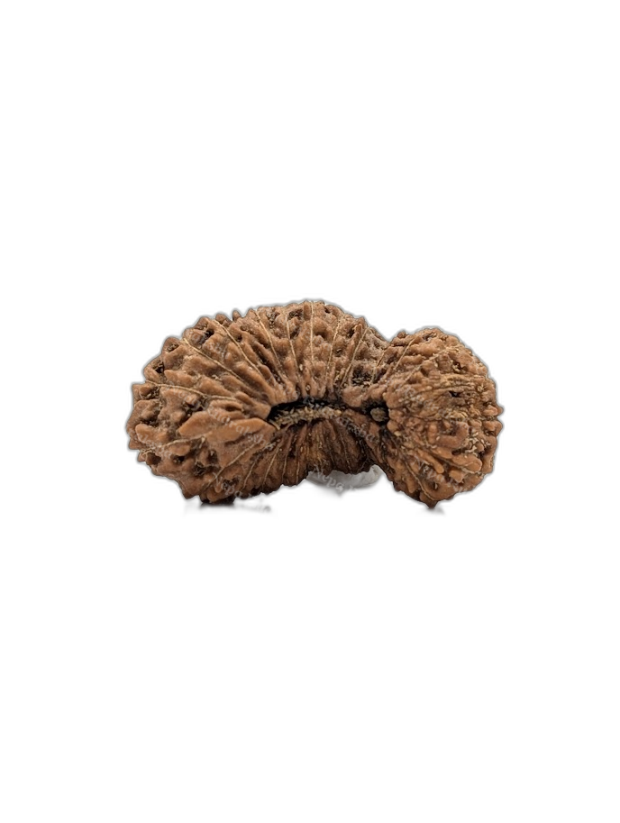 27 Mukhi Indonesian (Super Collector - 10306)
