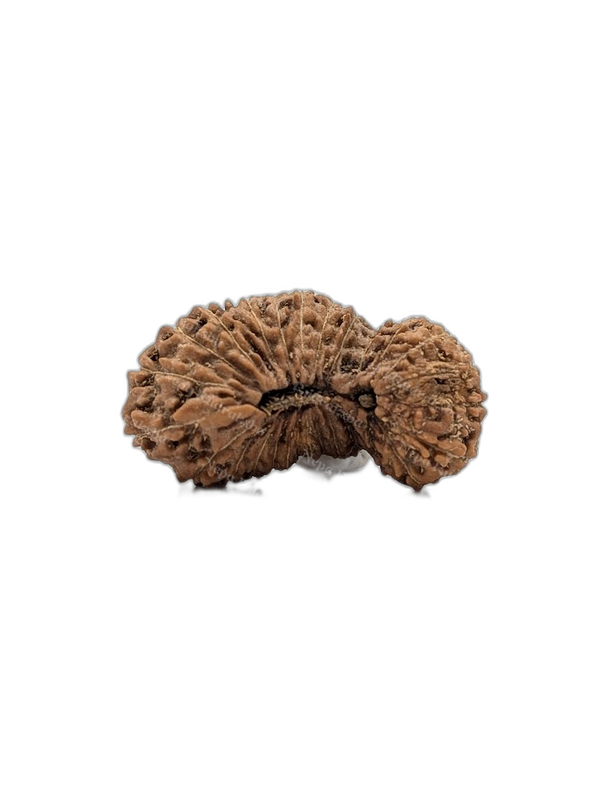 27 Mukhi Indonesian (Super Collector - 10306)