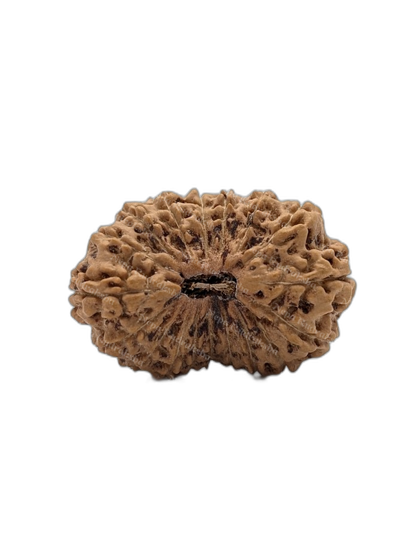18 Mukhi Indonesian (Super Collector - 10300)