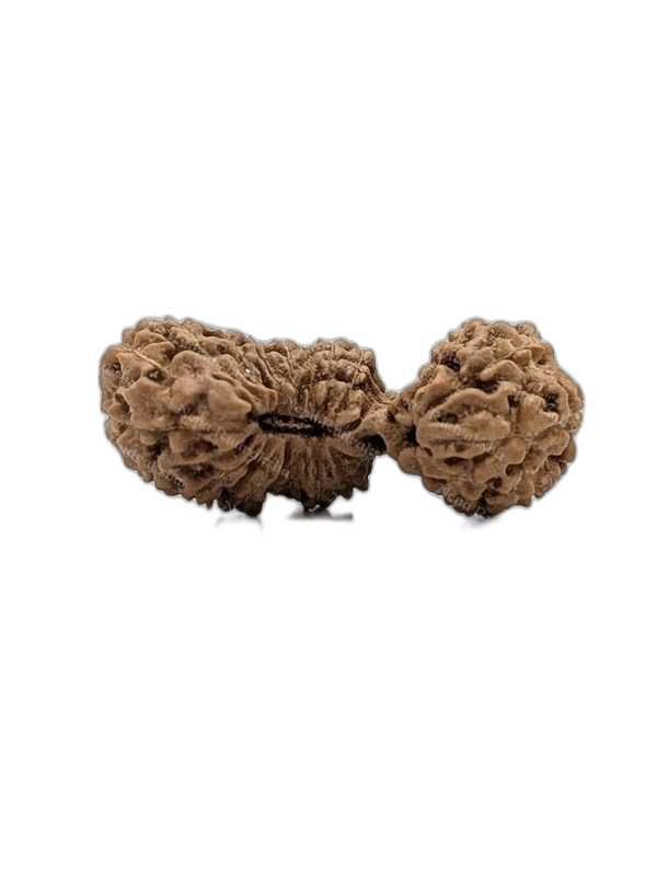 23 Mukhi Indonesian (Medium - 10310)