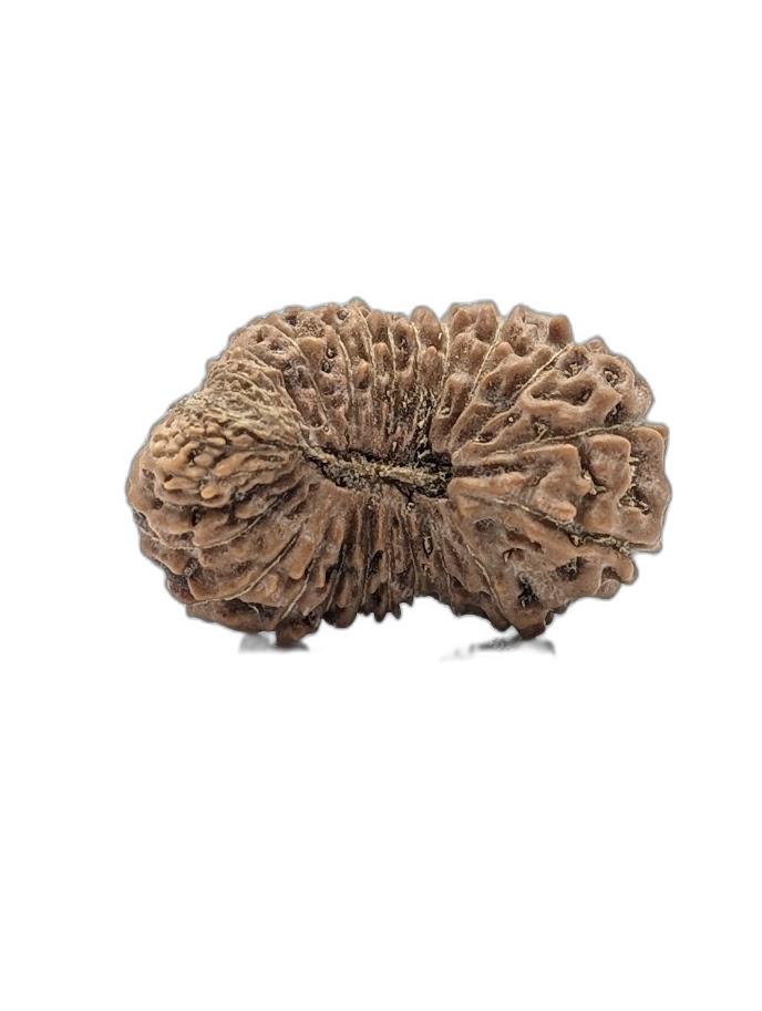 27 Mukhi Indonesian (Super Collector - 10440)