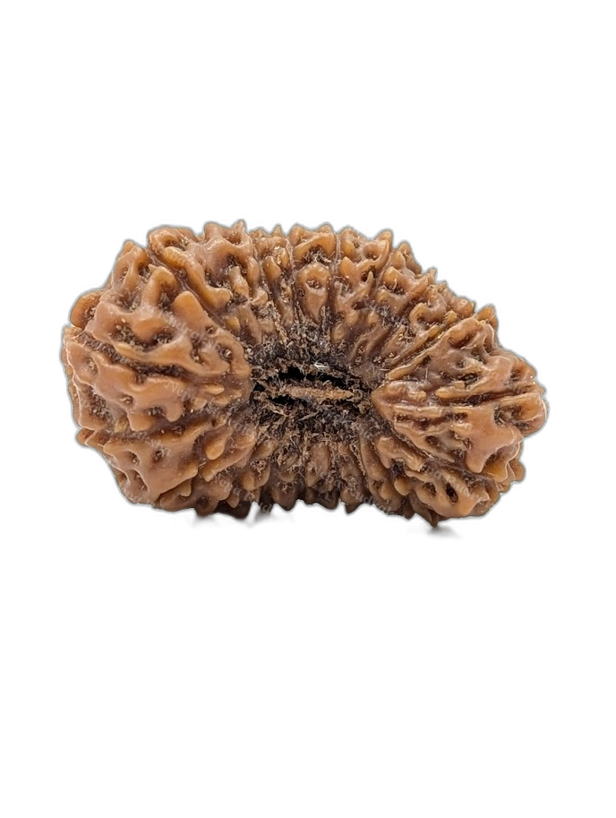 18 Mukhi Indonesian (Super Collector - 10662)