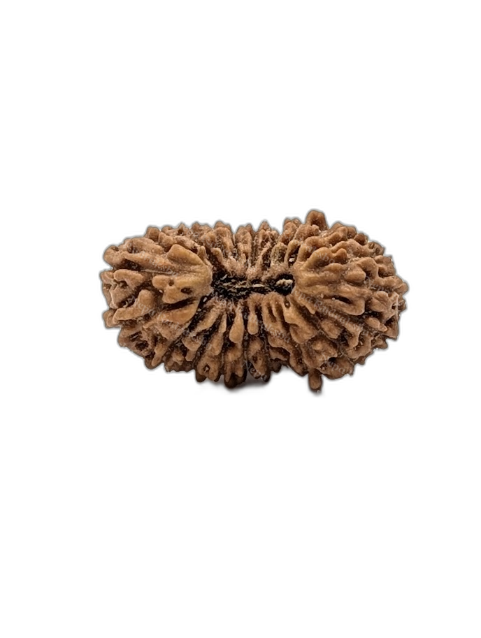 21 Mukhi Indonesian (Regular - 10672)