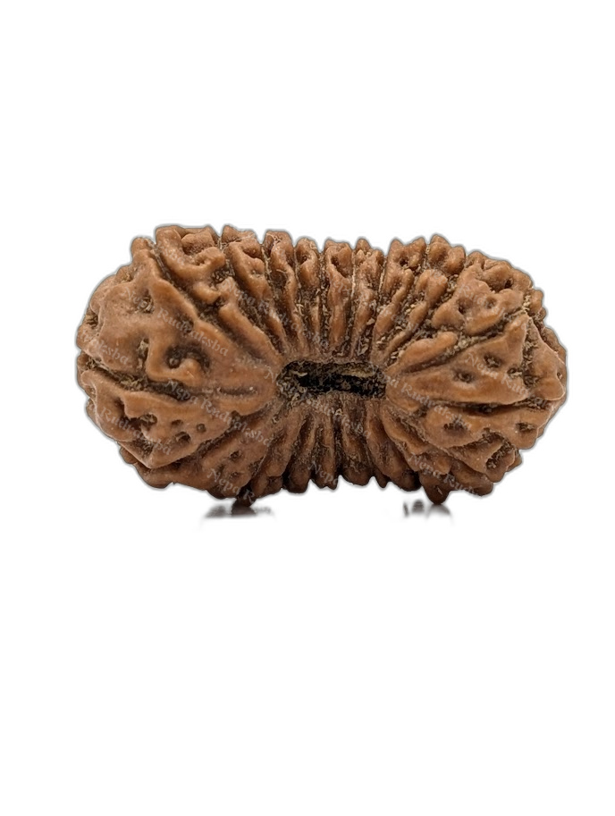 20 Mukhi Indonesian (Super Collector - 10265)