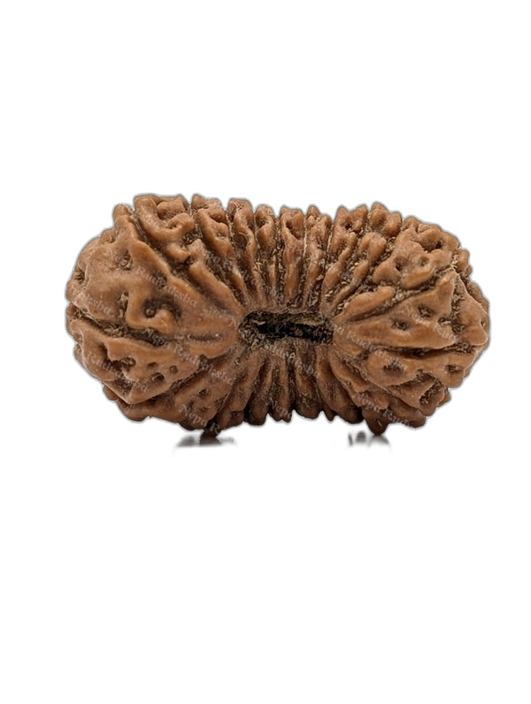 20 Mukhi Indonesian (Super Collector - 10265)