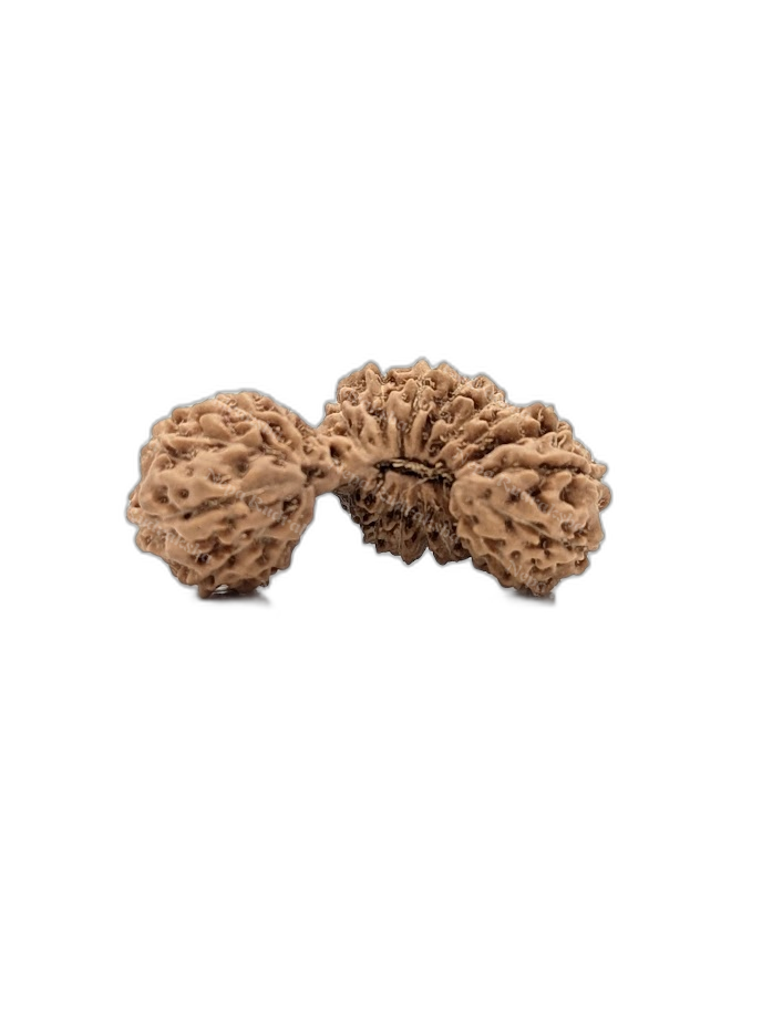 24 Mukhi Indonesian (Super Collector - 10303)