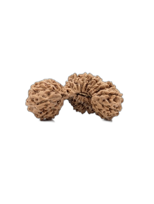 24 Mukhi Indonesian (Super Collector - 10303)