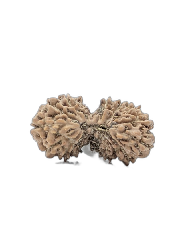 17 Mukhi Indonesian (Medium - 10944)