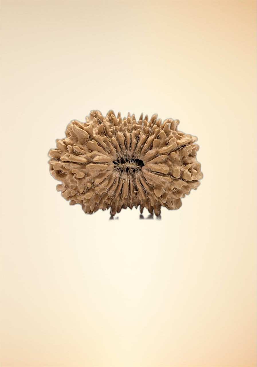 19 Mukhi (Super Collector - 11071)