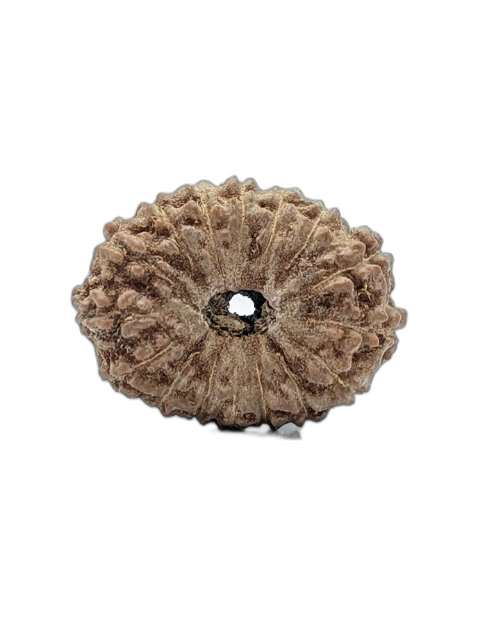 16 Mukhi Indonesian (Super Collector - 10544)
