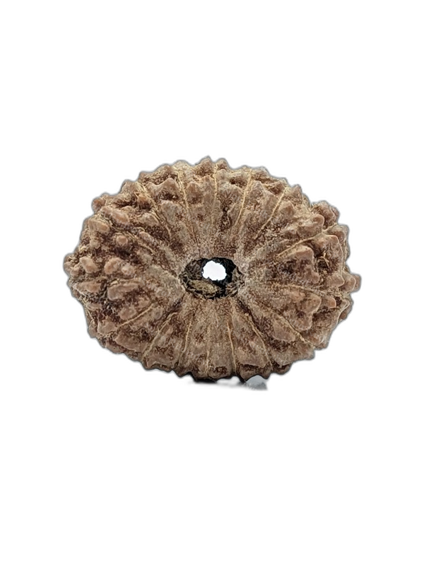 16 Mukhi Indonesian (Super Collector - 10544)