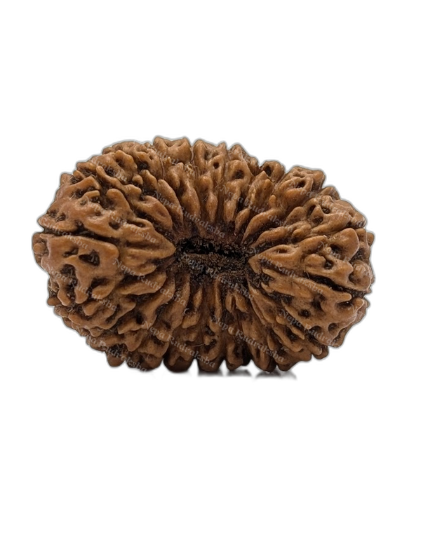 20 Mukhi Indonesian (Collector - 10261)