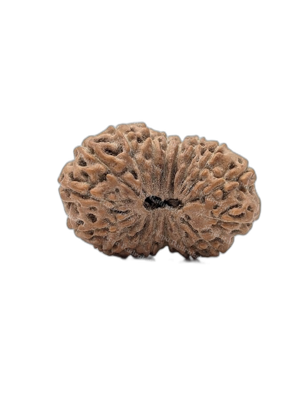 17 Mukhi Indonesian (Super Collector - 10442)
