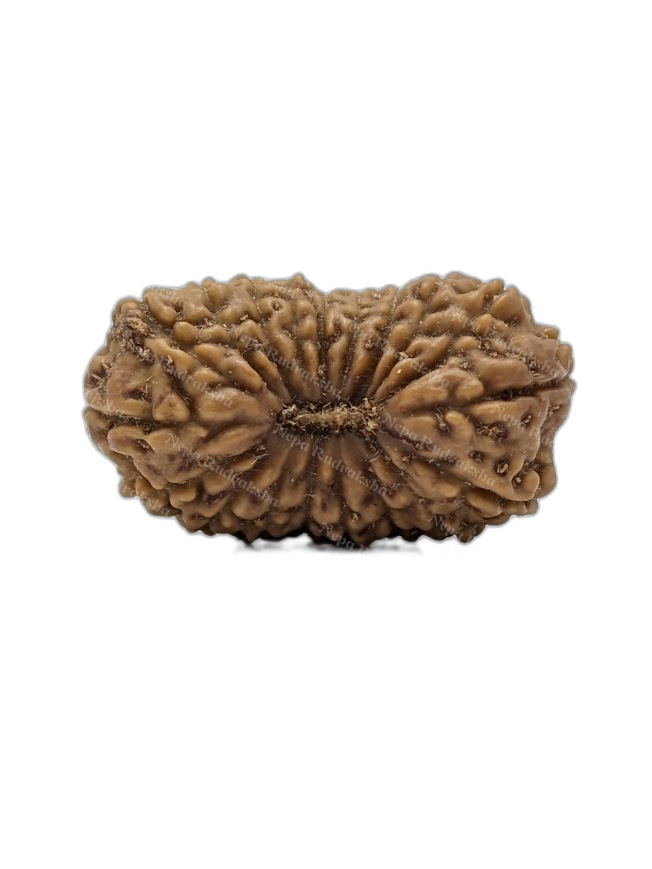 19 Mukhi Indonesian (Super Collector - 10687)