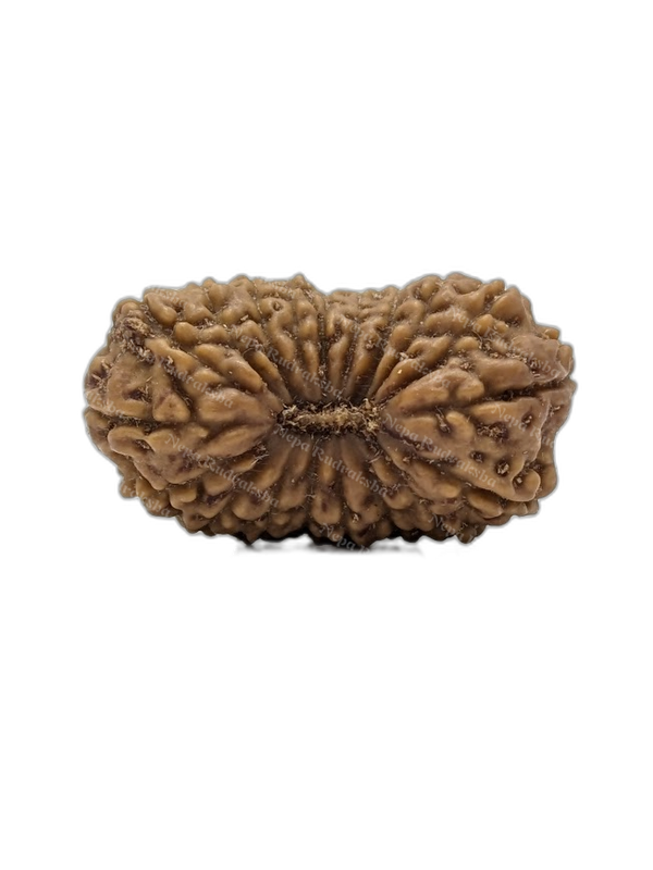19 Mukhi Indonesian (Super Collector - 10687)