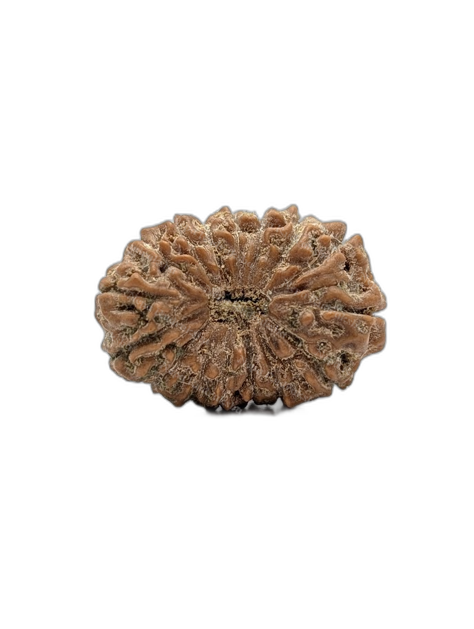 16 Mukhi Indonesian (Super Collector - 10629)