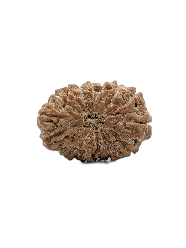 16 Mukhi Indonesian (Super Collector - 10629)