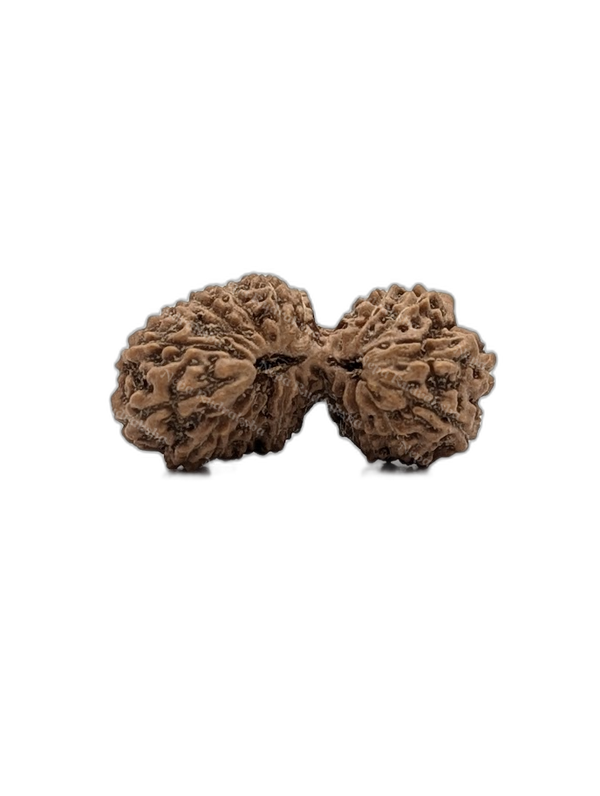 21 Mukhi Indonesian (Collector - 10304)