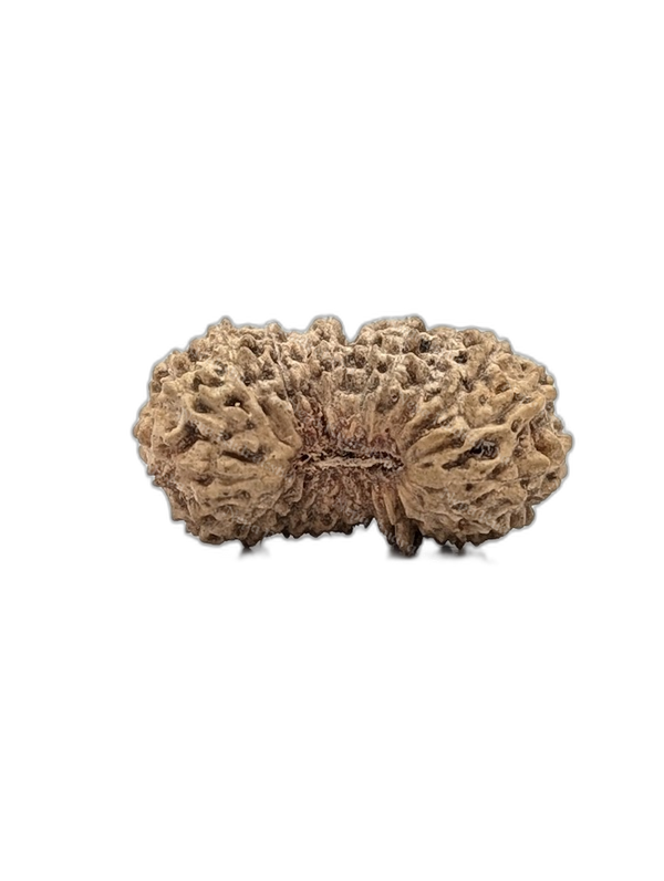 22 Mukhi Indonesian (Medium - 10301)