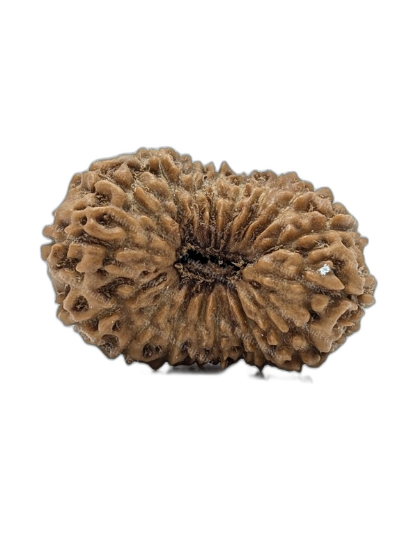 18 Mukhi Indonesian (Super Collector - 10665)