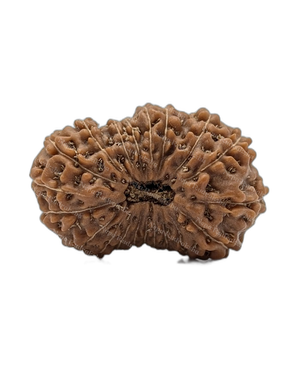 20 Mukhi Indonesian (Super Collector - 10264)