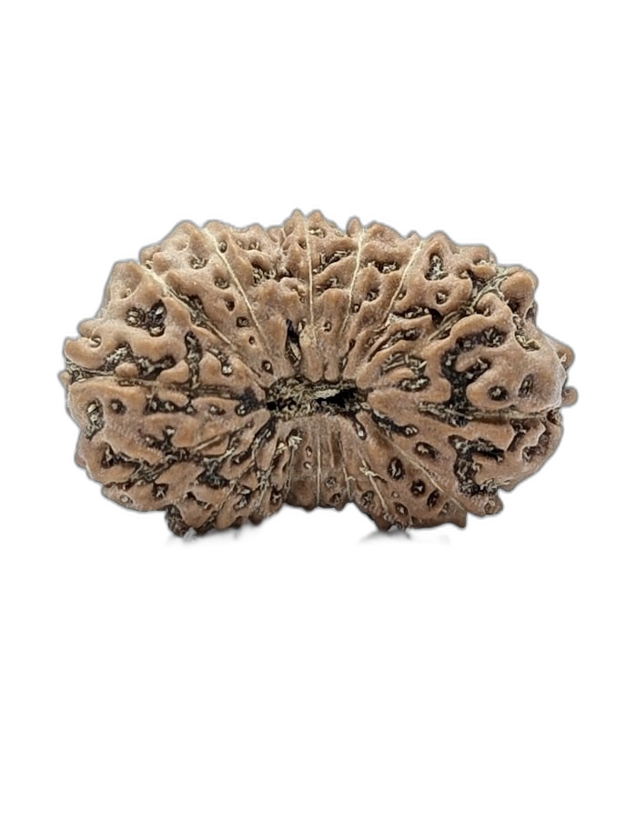 17 Mukhi Indonesian (Collector - 10669)