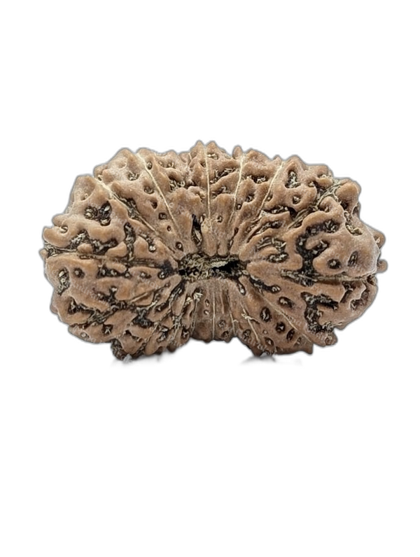 17 Mukhi Indonesian (Collector - 10669)