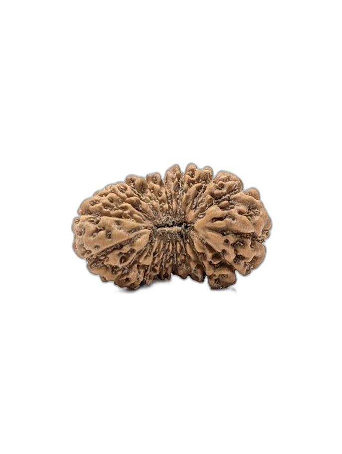 17 Mukhi Indonesian (Medium - 10633)