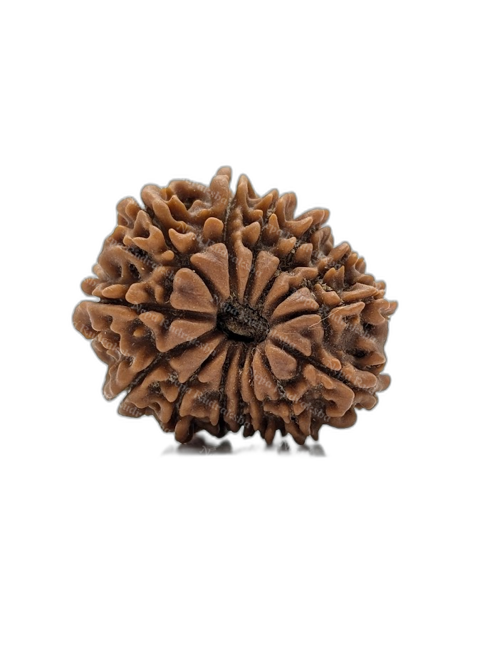 14 Mukhi (Medium - 15667)
