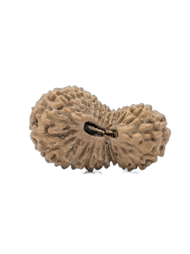 26 Mukhi Indonesian (Collector - 10943)