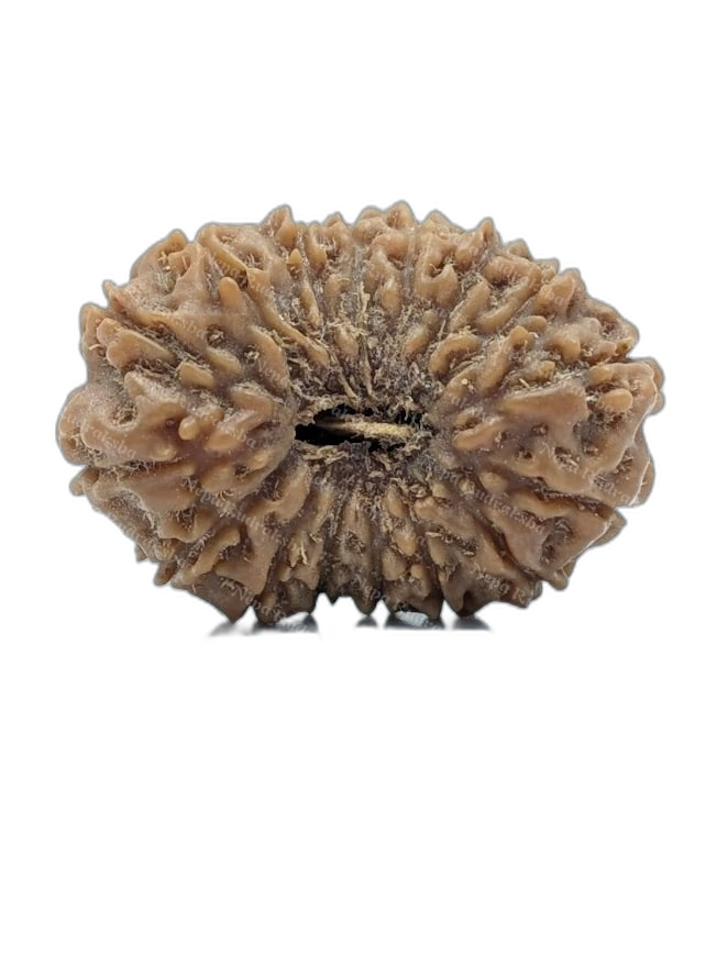 16 Mukhi Indonesian (Super Collector - 10691)