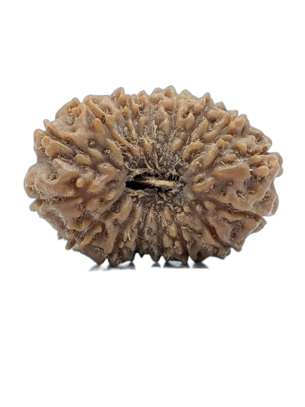16 Mukhi Indonesian (Super Collector - 10691)