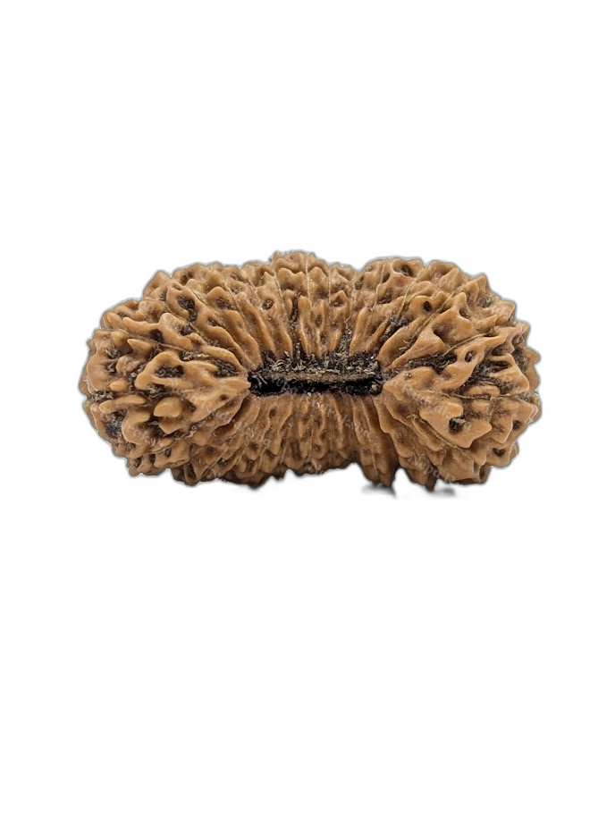 28 Mukhi Indonesian (Super Collector - 10308)