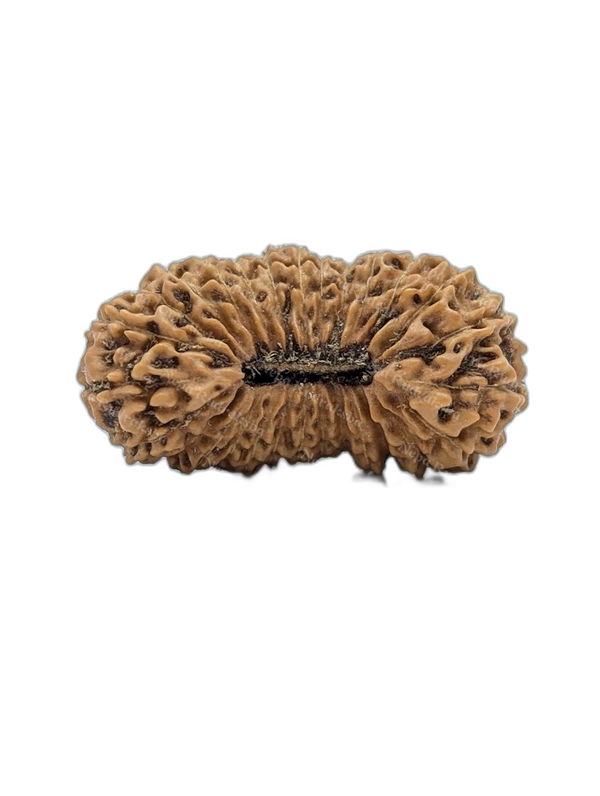 28 Mukhi Indonesian (Super Collector - 10308)